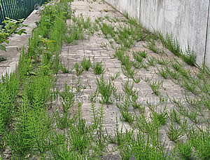 Field horsetail pushing through paved area